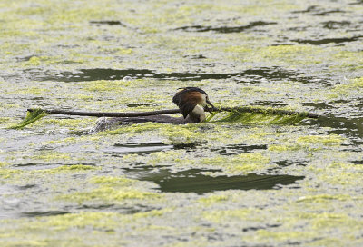 Great Crested Grebe
