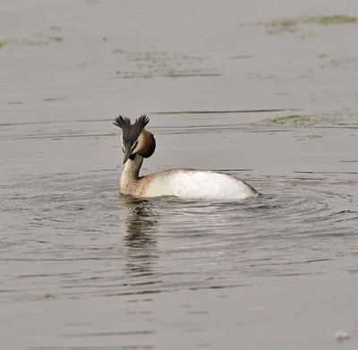 Great Crested Grebe