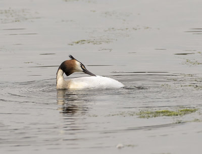 Great Crested Grebe