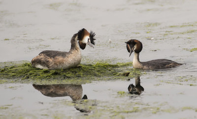 Great Crested Grebe