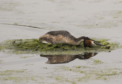 Great Crested Grebe