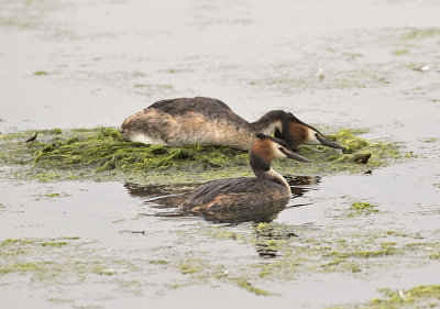 Great Crested Grebe