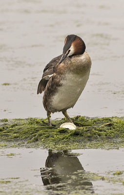 Great Crested Grebe