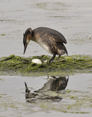 Great Crested Grebe