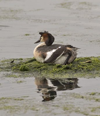 Great Crested Grebe
