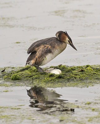 Great Crested Grebe