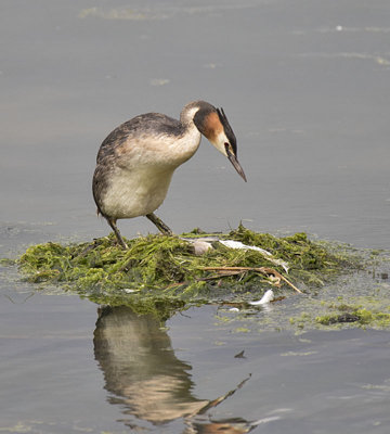 Great Crested Grebe