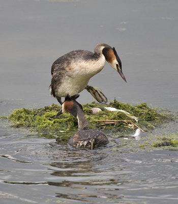 Great Crested Grebe