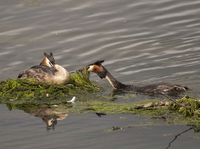 Great Crested Grebe