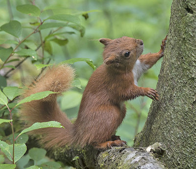 Red Squirrel