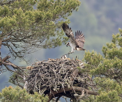 Osprey