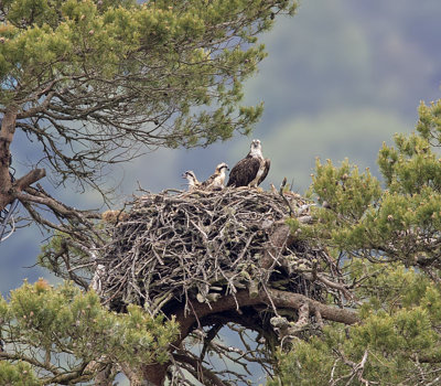 Osprey