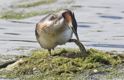Great Crested Grebe