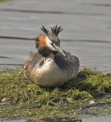 Great Crested Grebe