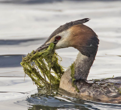 Great Crested Grebe