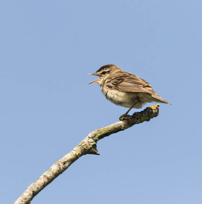 :: Sedge Warbler ::