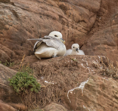 Fulmar