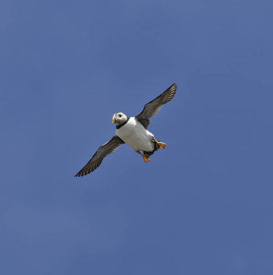 :: Sail Around Isle of May (sea too choppy to land) July 2015