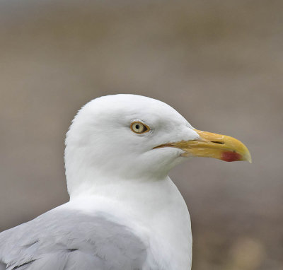 :: Herring Gull ::