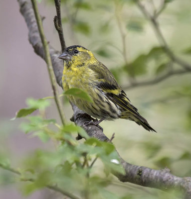 Siskin