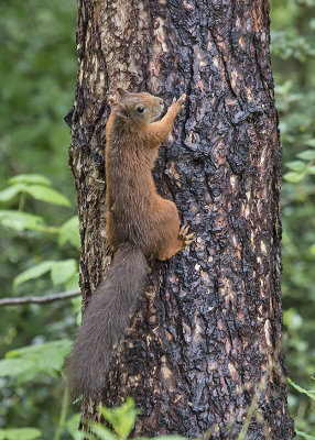 Red Squirrel