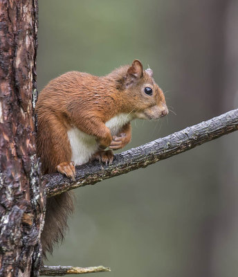 Red Squirrel
