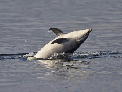 Bottlenose Dolphin