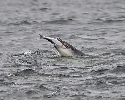 Bottlenose Dolphin
