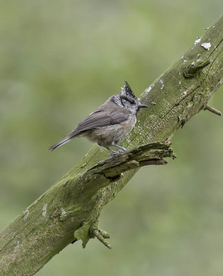 Crested Tit