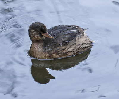 Little Grebe