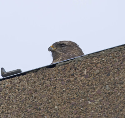 Buzzard