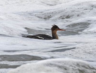 Red Breasted Merganser
