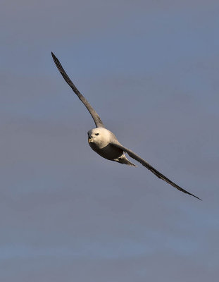 :: Fulmar ::