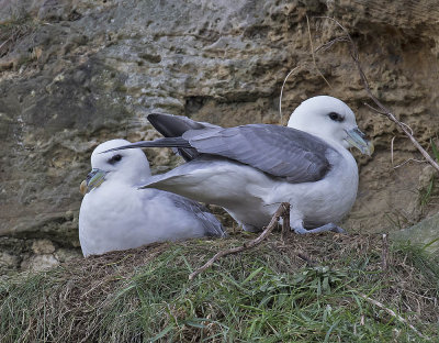 Fulmar