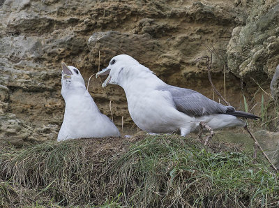 Fulmar