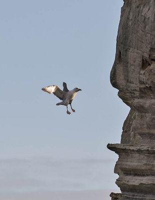 Fulmar