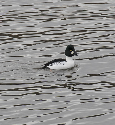 Goldeneye