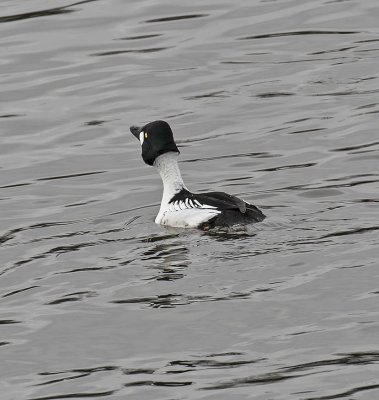 :: Goldeneye ::