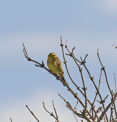 Yellowhammer