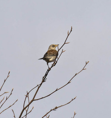 Fieldfare