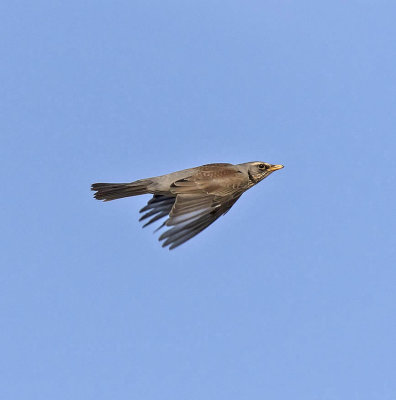 Fieldfare