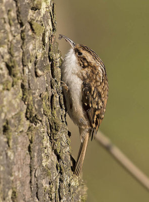 Treecreeper