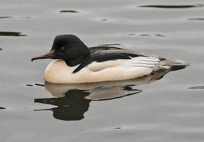 Goosander