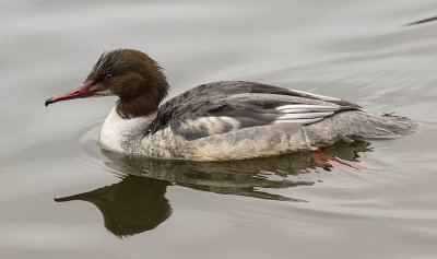 Goosander