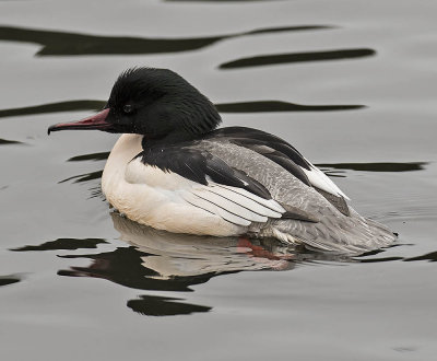 :: Goosander ::