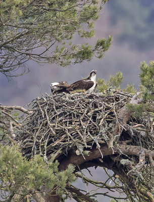 Osprey