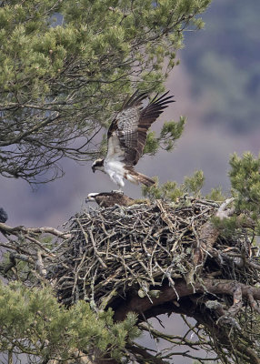 Osprey