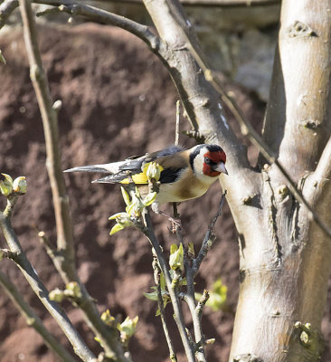 :: Goldfinch ::