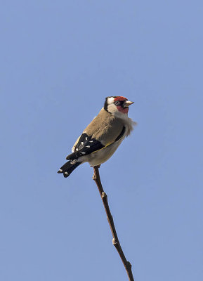 Goldfinch