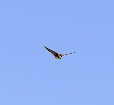 Sand Martin